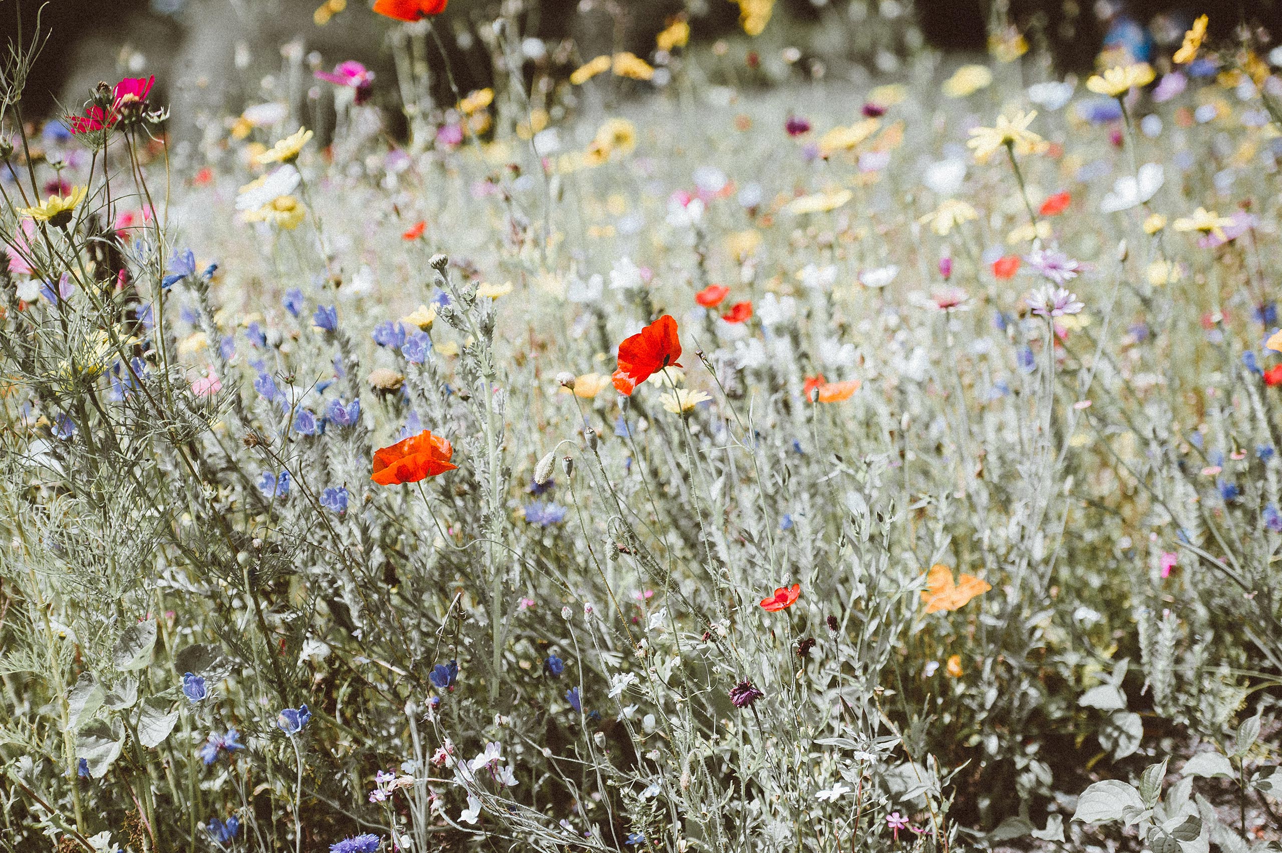 Blomster